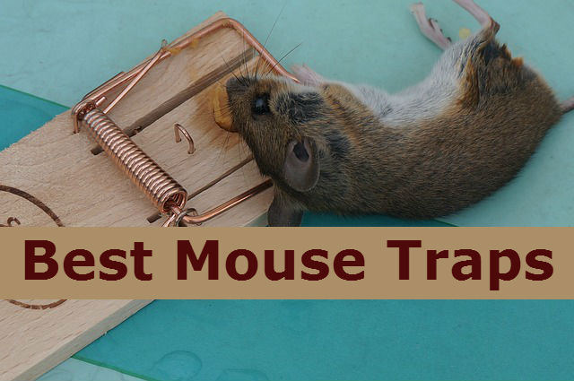 Mouse traps that work the best youtube